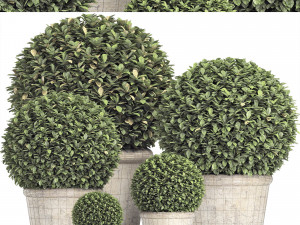 preserved boxwood globe rh - indoor plant 219 Modèle 3D