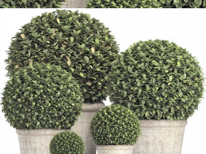 Globo di bosso stabilizzato dx - pianta da interno 219 Modello 3D