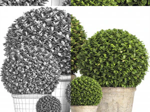 Globo di bosso stabilizzato dx - pianta da interno 219 Modello 3D