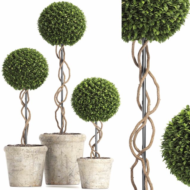 preserved boxwood tree topiary rh - indoor plant 220 Model 3D .c4d .max .obj .3ds .fbx .stl .blend 