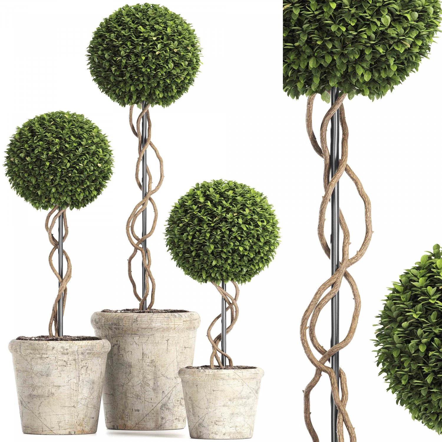 preserved boxwood tree topiary rh - indoor plant 220 3D Model .c4d .max .obj .3ds .fbx .stl .blend