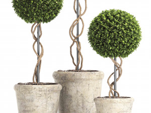 preserved boxwood tree topiary rh - indoor plant 220 Model 3D