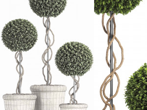 preserved boxwood tree topiary rh - indoor plant 220 Model 3D