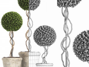 preserved boxwood tree topiary rh - indoor plant 220 Model 3D