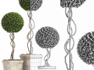preserved boxwood tree topiary rh - indoor plant 220 3D Model