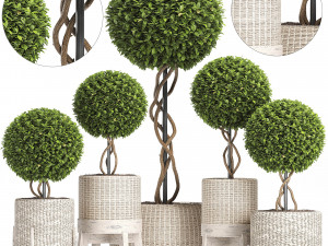 wicker woven tree topiary - indoor plant 222 3D Model