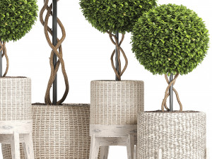 wicker woven tree topiary - indoor plant 222 Modèle 3D