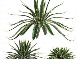 set di piante da esterno agave sansevieira 216 Modello 3D
