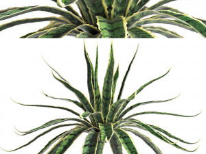 agave sansevieira outdoor plant set 216 3D Model