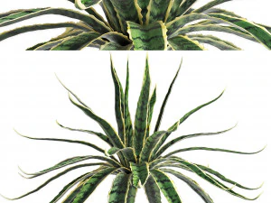 conjunto de plantas para exterior agave sansevieira 216 Modelo 3D