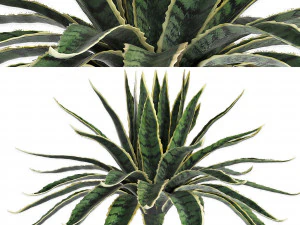 conjunto de plantas para exterior agave sansevieira 216 Modelo 3D