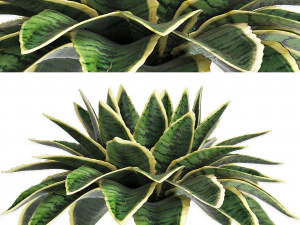 conjunto de plantas para exterior agave sansevieira 216 Modelo 3D