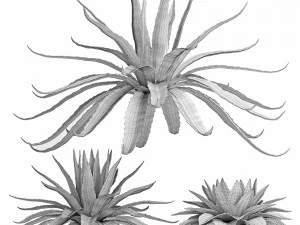 conjunto de plantas para exterior agave sansevieira 216 Modelo 3D