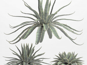 agave sansevieira outdoor plant set 216 3D Model