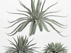 conjunto de plantas para exterior agave sansevieira 216 Modelo 3D