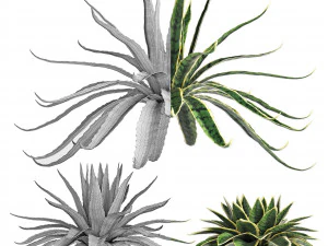 conjunto de plantas para exterior agave sansevieira 216 Modelo 3D
