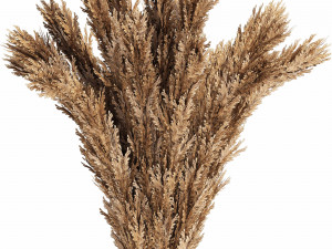 a bouquet of wheat Model 3D
