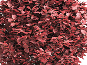 a bouquet of red creeper Modelo 3D