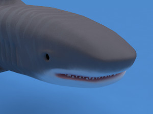 tiger shark Modelo 3D