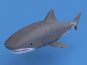 tiger shark Modelo 3D