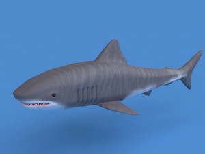 tiger shark Modelo 3D