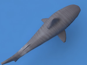 tiger shark Modelo 3D