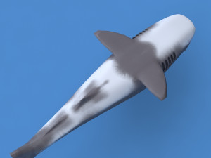 tiger shark Modelo 3D