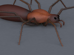 tiger shark Modèle 3D