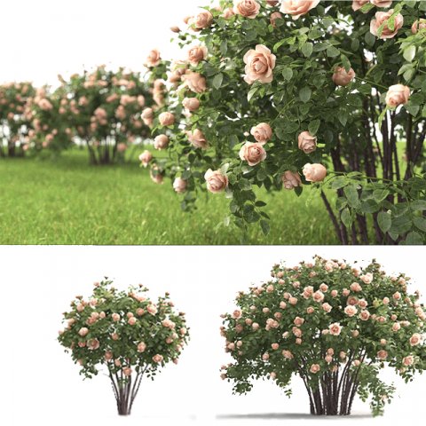 spray rose 3D Model .c4d .max .obj .3ds .fbx .stl .blend 