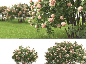 spray rose 3D Модель