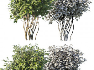 set of bushes 5x 3D Модель
