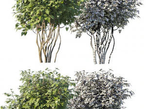 set of bushes 5x 3D Model