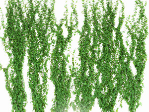 ivy 3D Model