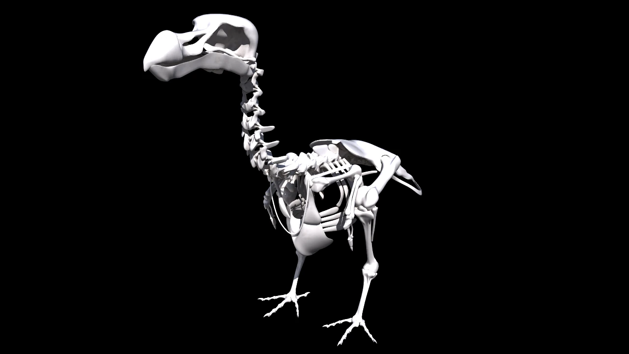 dodo skeleton 3D Model .c4d .max .obj .3ds .fbx .stl .blend 