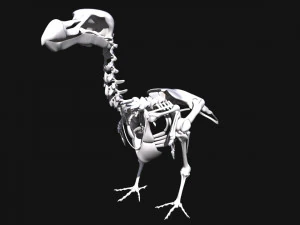 dodo skeleton 3D Model