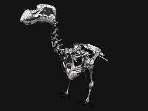 dodo skeleton 3D Model