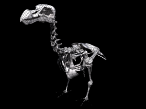 dodo skeleton Model 3D