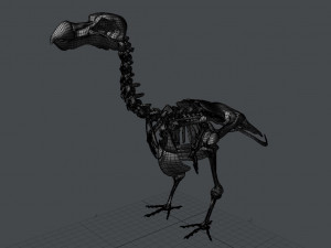 dodo skeleton Model 3D
