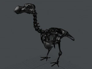 dodo skeleton 3D Model
