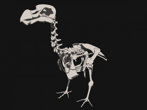 dodo skeleton Model 3D