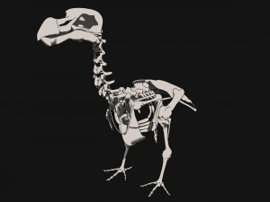 dodo skeleton 3D Model