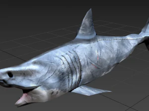 शार्क 3D मॉडल