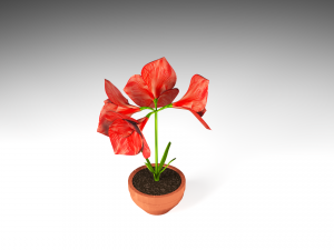 amaryllis 3D Model