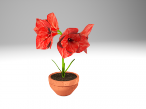 amaryllis 3D Model