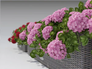 flower decor geranium part 002 3D Model