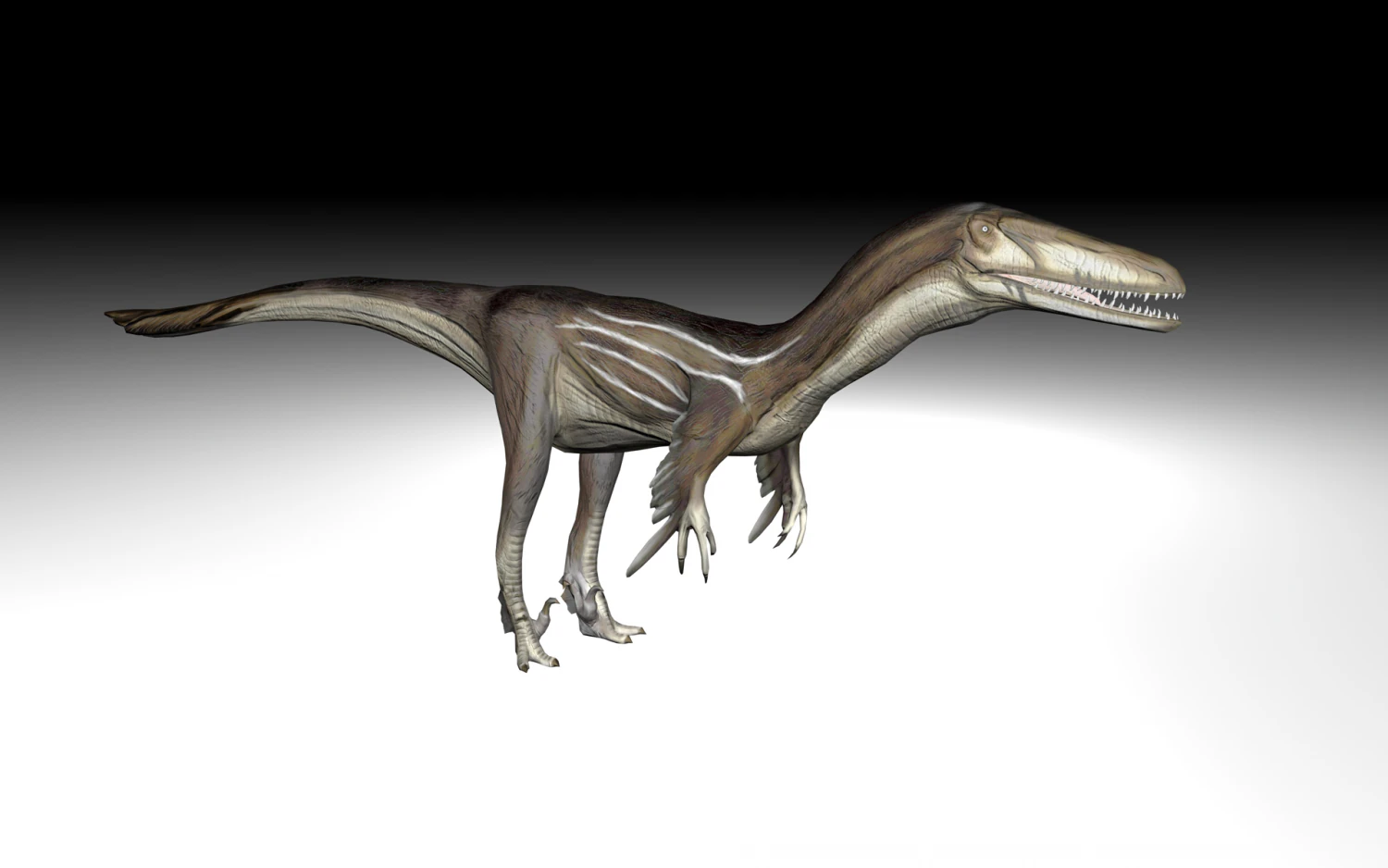 austrosaurus dinosaur 3D Model .c4d .max .obj .3ds .fbx .stl .blend 