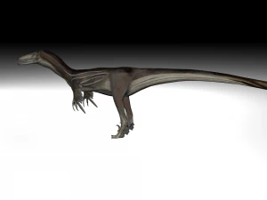 austrosaurus dinosaur 3D Model