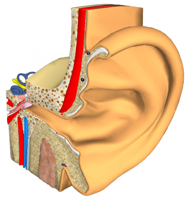 ear - anatomy 3D Модель .c4d .max .obj .3ds .fbx .stl .blend 