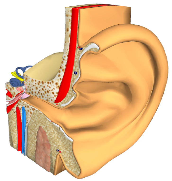 ear - anatomy 3D Model .c4d .max .obj .3ds .fbx .stl .blend