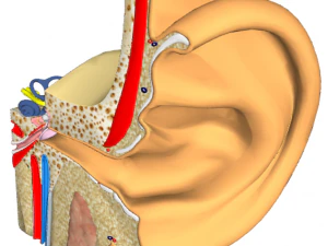 oído - anatomía Modelo 3D